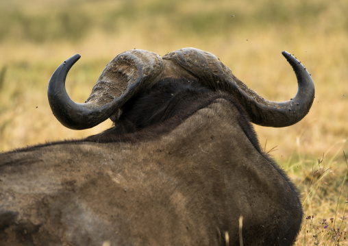 Tanzania, Arusha Region, Ngorongoro Conservation Area, cape buffalo (syncerus caffer) bull