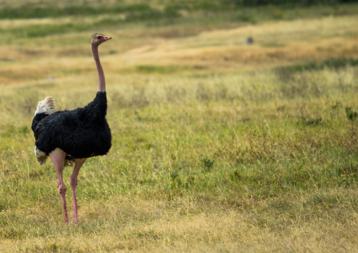 Tanzania, Arusha Region, Ngorongoro Conservation Area, side view of a male ostrich (struthio camelus) on landscape