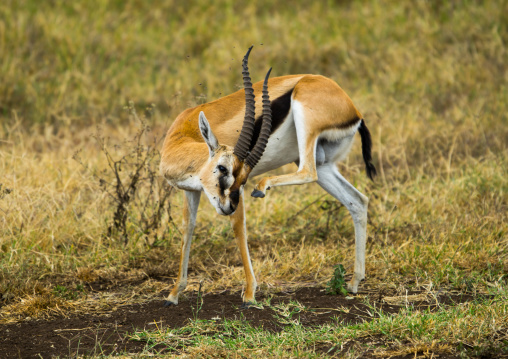 Tanzania, Arusha Region, Ngorongoro Conservation Area, male thomson's gazelle (gazella thomsonii) scratching