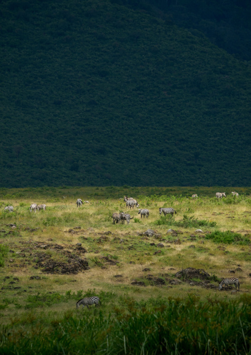Tanzania, Arusha Region, Ngorongoro Conservation Area, zebras (equus burchellii) inside the crater