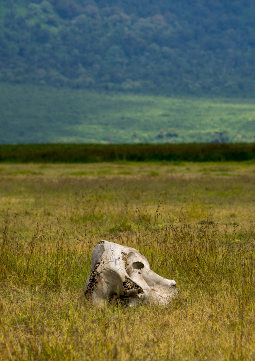 Tanzania, Arusha Region, Ngorongoro Conservation Area, african elephant (loxodonta africana) head skull