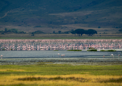 Tanzania, Arusha Region, Ngorongoro Conservation Area, lesser flamingoes in the crater