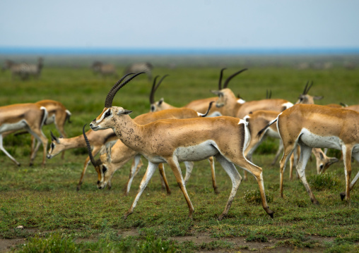 Tanzania, Mara, Serengeti National Park, male grant's gazelles (nanger granti) herd