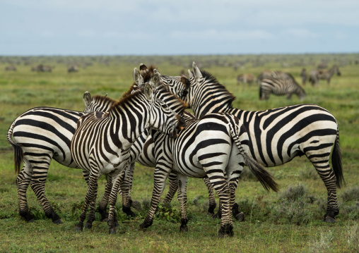 Tanzania, Mara, Serengeti National Park, a group of zebras (equus burchellii)