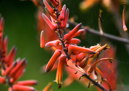 Tanzania, Mara, Serengeti National Park, bloom on sisal agave