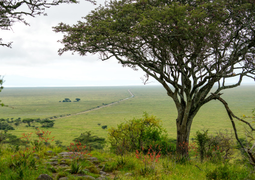 Tanzania, Mara, Serengeti National Park, view over the plain