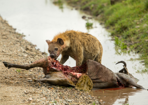 Tanzania, Mara, Serengeti National Park, spotted hyaena (crocuta crocuta) feeding on just-killed wildbeest