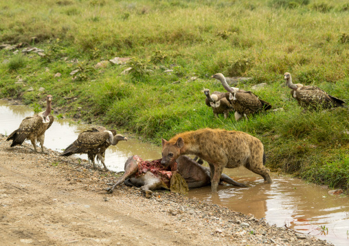 Tanzania, Mara, Serengeti National Park, spotted hyaena (crocuta crocuta) and african white-backed vultures (gyps africanus) feeding on just-killed wildbeest
