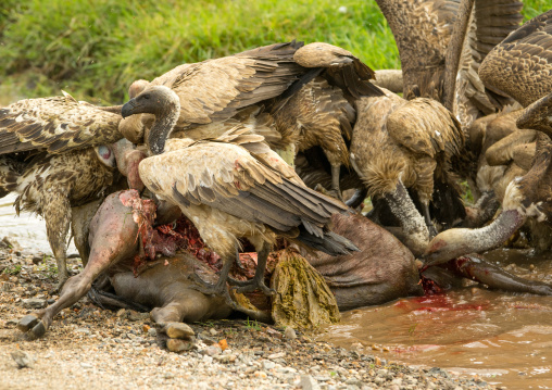 Tanzania, Mara, Serengeti National Park, african white-backed vultures (gyps africanus) feeding on just-killed wildbeest
