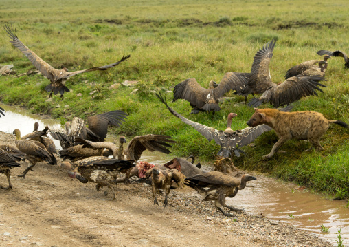 Tanzania, Mara, Serengeti National Park, spotted hyaena (crocuta crocuta) and african white-backed vultures (gyps africanus) feeding on just-killed wildbeest