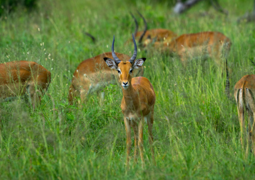 Tanzania, Mara, Serengeti National Park, grant's gazelles females (nanger granti) herd