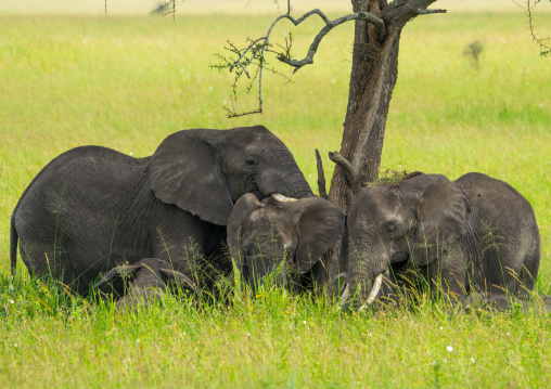 Tanzania, Mara, Serengeti National Park, african elephants (loxodonta africana)