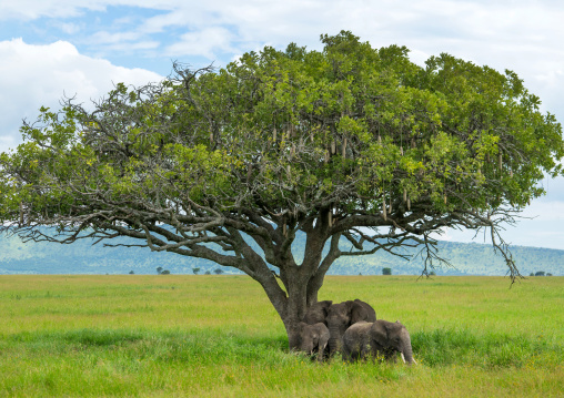 Tanzania, Mara, Serengeti National Park, african elephants (loxodonta africana)