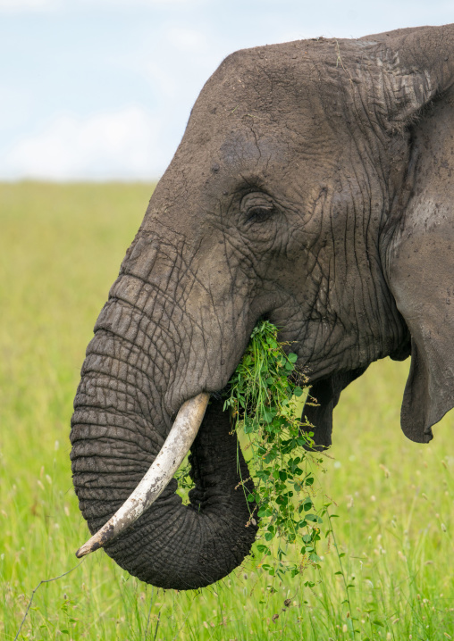 Tanzania, Mara, Serengeti National Park, african elephant (loxodonta africana)