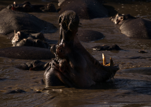 Tanzania, Mara, Serengeti National Park, hippopotamus (hippopotamus amphibius) yawning