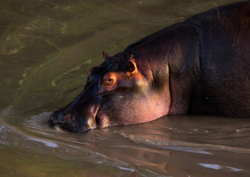 Tanzania, Mara, Serengeti National Park, hippopotamus (hippopotamus amphibius) in a river