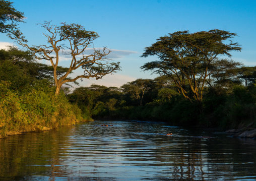 Tanzania, Mara, Serengeti National Park, hippopotamus (hippopotamus amphibius) in a river