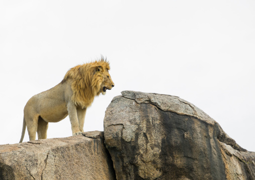 Tanzania, Mara, Serengeti National Park, african lion (panthera leo) on a kopje