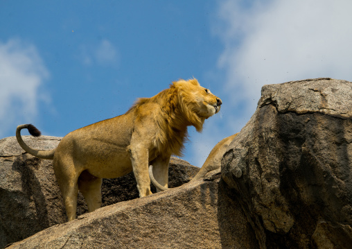 Tanzania, Mara, Serengeti National Park, african lion (panthera leo) on a kopje