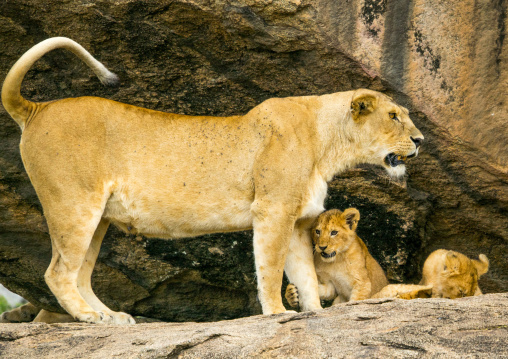 Tanzania, Mara, Serengeti National Park, lioness with her cubs (panthera leo) on a kopje
