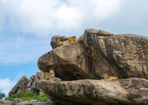 Tanzania, Mara, Serengeti National Park, african lion and lionesses (panthera leo) on a kopje
