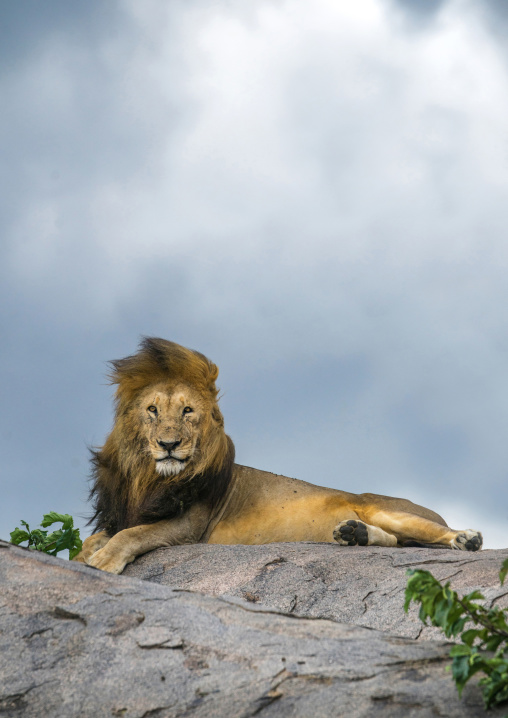 Tanzania, Mara, Serengeti National Park, male african lion (panthera leo) on a kopje