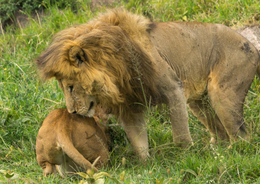Tanzania, Mara, Serengeti National Park, african lion (panthera leo) male and female snarling after mating