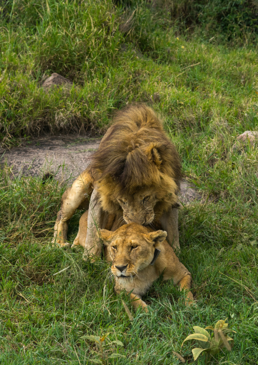 Tanzania, Mara, Serengeti National Park, lion and lioness (panthera leo) mating