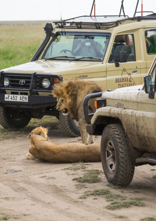 Tanzania, Mara, Serengeti National Park, african lion (panthera leo) male and female snarling after mating between tourist vehicles