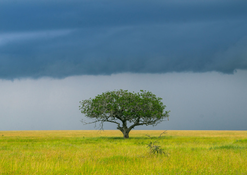 Tanzania, Mara, Serengeti National Park, an acacia tree under a stormy sky