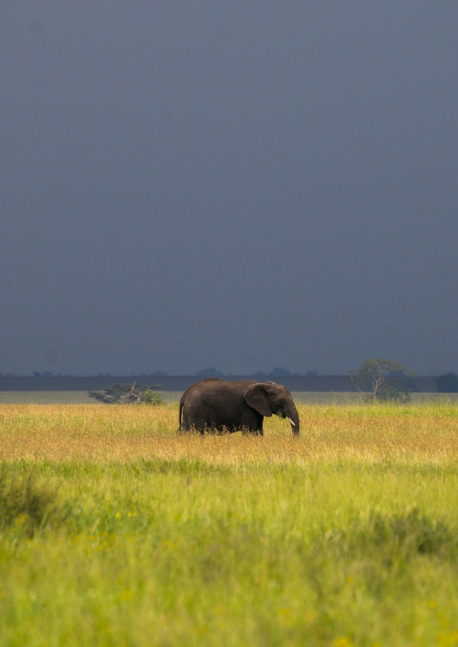 Tanzania, Mara, Serengeti National Park, african elephant (loxodonta africana) under a stormy sky