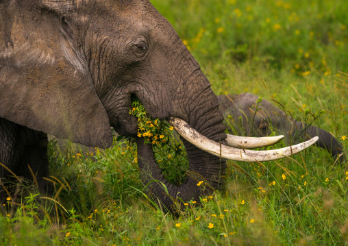 Tanzania, Mara, Serengeti National Park, african elephant (loxodonta africana)