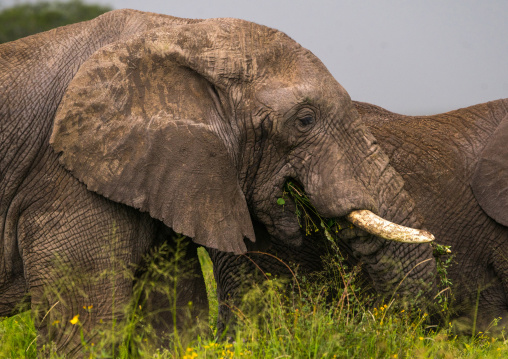 Tanzania, Mara, Serengeti National Park, african elephants (loxodonta africana)