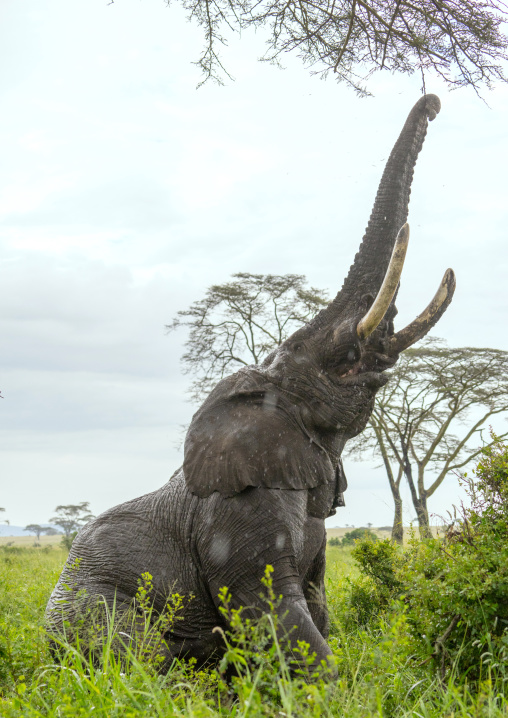 Tanzania, Mara, Serengeti National Park, african elephant (loxodonta africana)