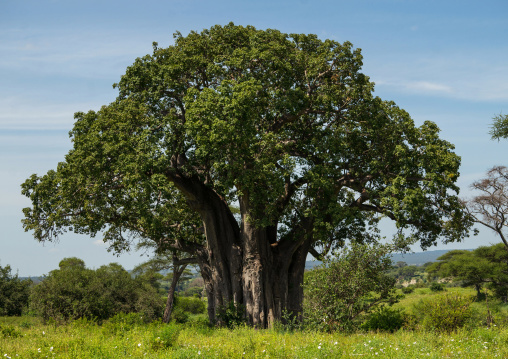 Tanzania, Karatu, Tarangire National Park, large baobab tree (adansonia digitata) with green leaves