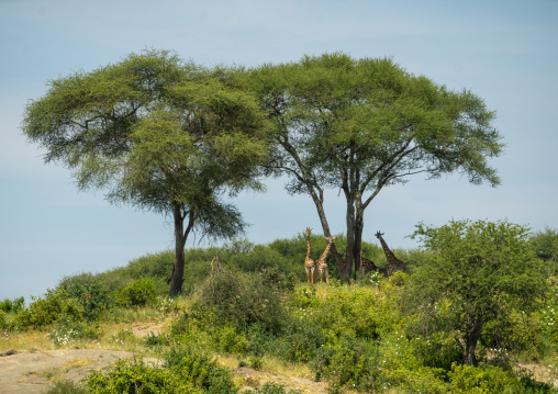Tanzania, Karatu, Tarangire National Park, giraffes (giraffa camelopardalis) under acacia trees
