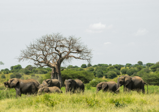 Tanzania, Karatu, Tarangire National Park, african elephants herd (loxodonta africana) in front of baobab tree (adansonia digitata)