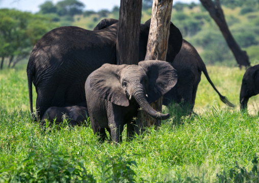Tanzania, Karatu, Tarangire National Park, african elephants (loxodonta africana)