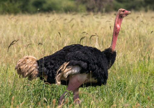 Tanzania, Karatu, Tarangire National Park, male ostrich (struthio camelus)