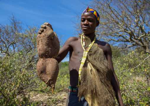 Tanzania, Serengeti Plateau, Lake Eyasi, hadzabe bushman with a root he digged