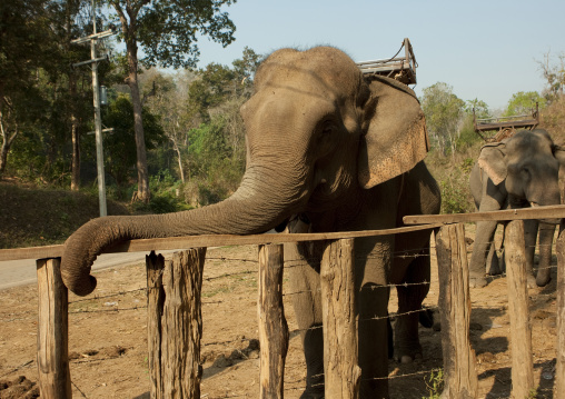 Elephant for tourists ridings, Thailand