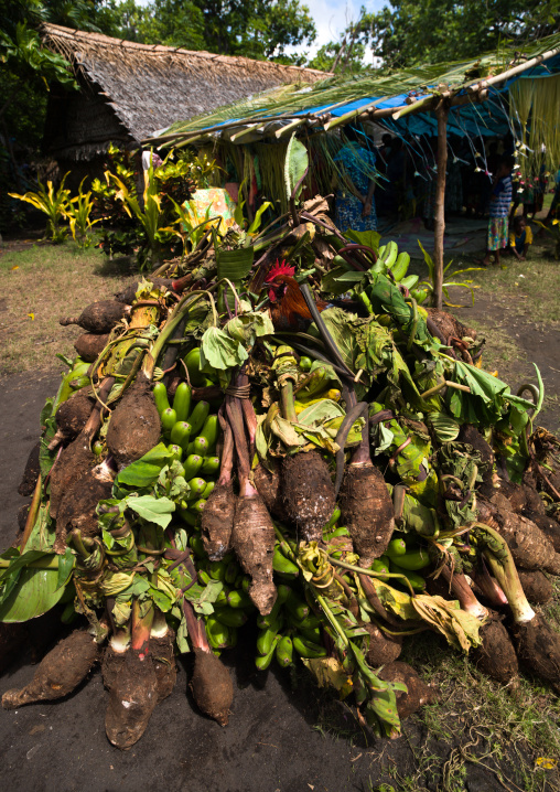 Yams roots and rooster offered as gifts for a traditional wedding, Malampa Province, Ambrym island, Vanuatu