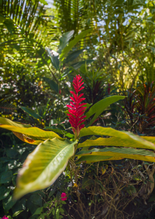 Alpinia oceanica red flower close-up in tropical garden, Espiritu Santo, Luganville, Vanuatu