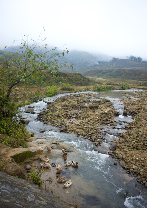 Ducks in a brook in the countryside, Sapa, Vietnam