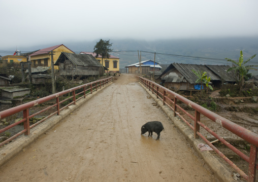 Pig in the middle of the muddy road, Sapa, Vietnam