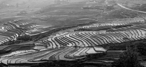 Terrace paddy fields, Sapa, Vietnam