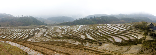 Terrace paddy fields, Sapa, Vietnam