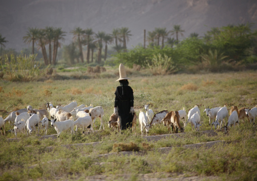 Hadramaut Sheperd Woman Grazing Sheep In A Field, Yemen