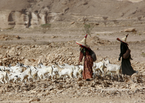 Two Hadramaut Sheperd Women Wearing High Hats Walking Behind Their Goats, Yemen