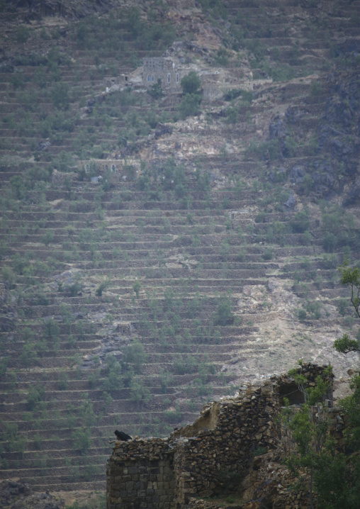 Khat Terrace Cultivation In Shahara, Yemen